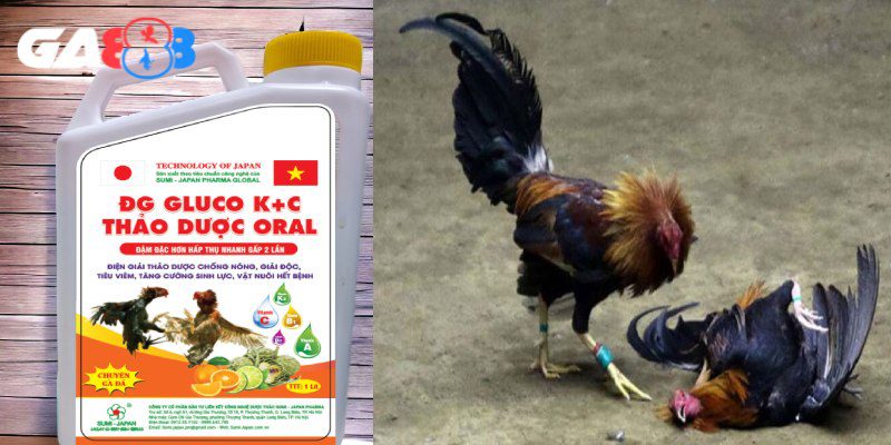 Nên bổ sung thảo dược cho gà đúng cách, tránh lạm dụng
