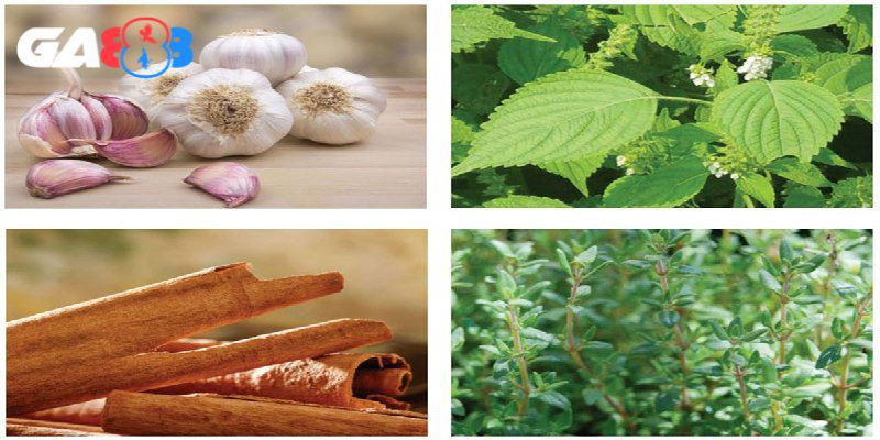Thuốc bổ thảo dược cho gà từ lâu đã được chứng minh hiệu quả