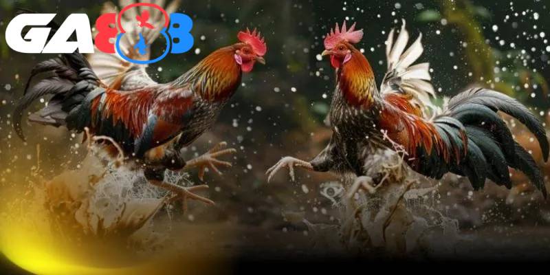 Đọc vị chiến kê là kỹ năng quan trọng khi bạn tham gia cá cược đá gà