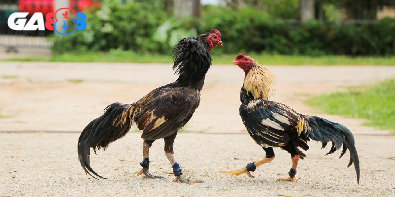 Lịch âm có ý nghĩa quan trọng đối với sư kê nuôi gà đá