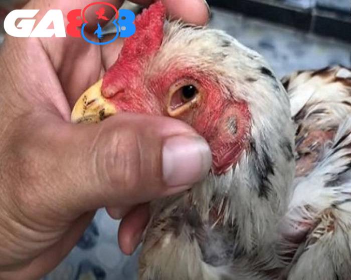 Mắt lờ đờ, lông xơ xác là những dấu hiệu cho thấy chiến kê mất ngủ