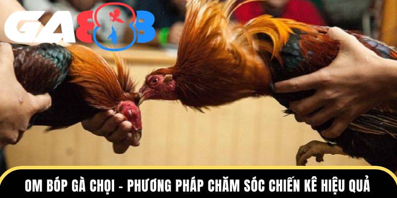 Sư kê cần duy trì thói quen om bóp cho gà chiến
