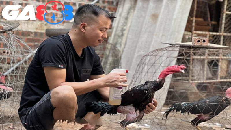 Vần hơi, vần đòn khoa học, bài bản cho gà chiến