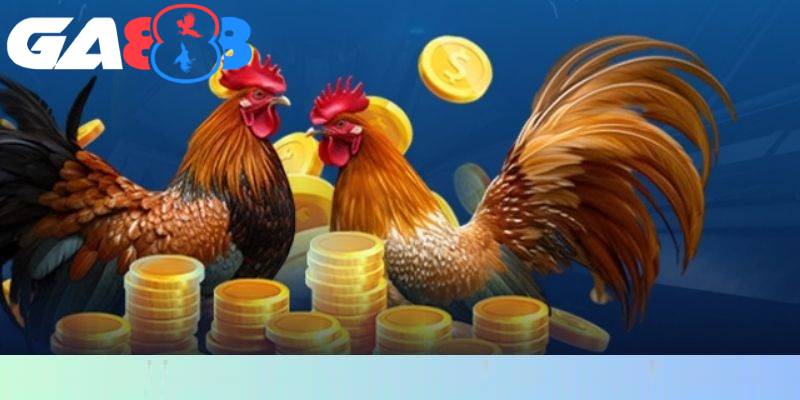 Người chơi cần thận trọng khi tỷ lệ cược đá gà biến động đột ngột