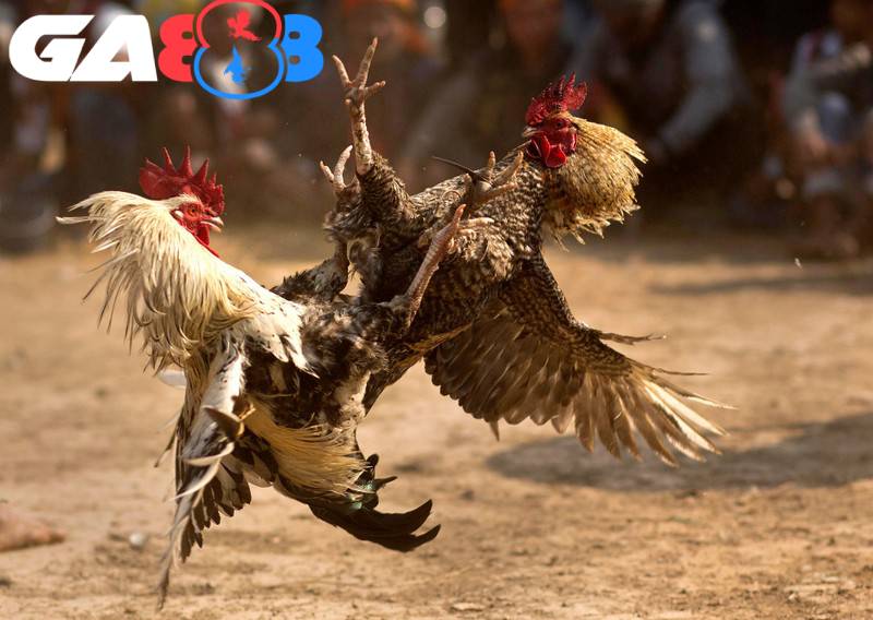 Ghép độ khôn ngoan giúp người chơi tối ưu lợi nhuận cược đá gà