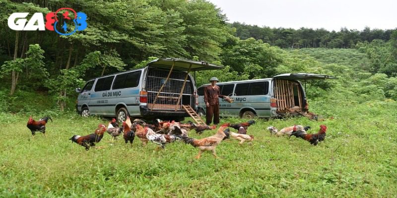 Môi trường đồi núi thích hợp để gà phát triển kỹ năng