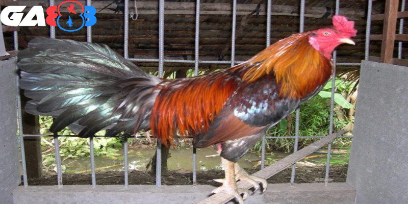 Huấn luyện bằng âm thanh cần dựa trên tâm lý và sinh học của những chiến kê