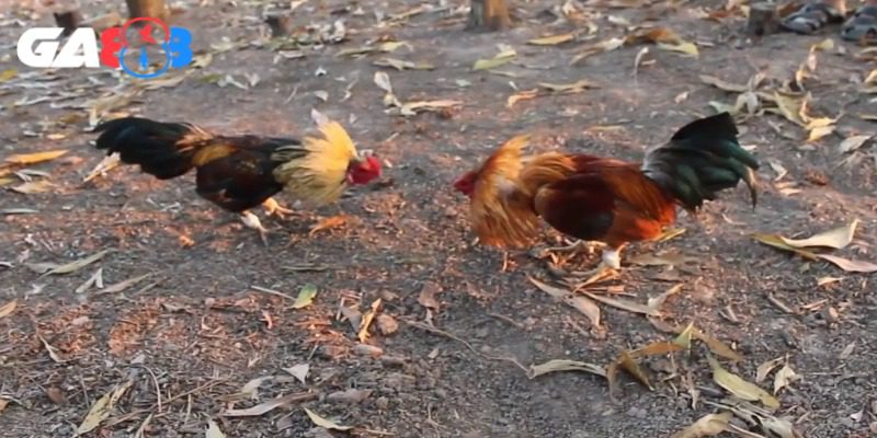 Đưa gà lên núi tập luyện cải thiện sức bền, sự dẻo dai