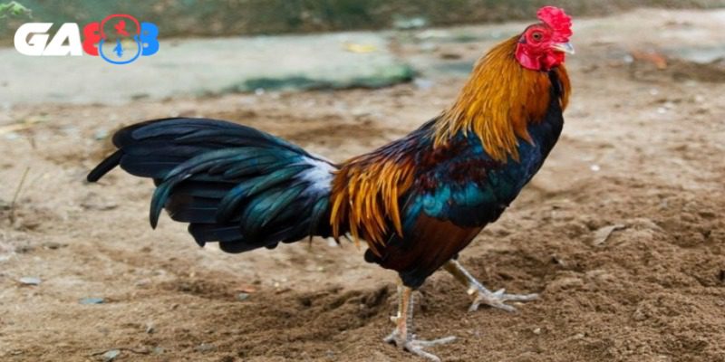 Xây dựng chế độ tập luyện phù hợp khi dẫn gà lên núi