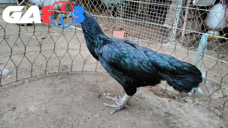 Sư kê cần tạo không gian yên tĩnh để gà chiến có được giấc ngủ sâu
