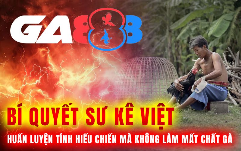 Bí quyết sư kê Việt: Huấn luyện tính hiếu chiến mà không làm mất chất gà