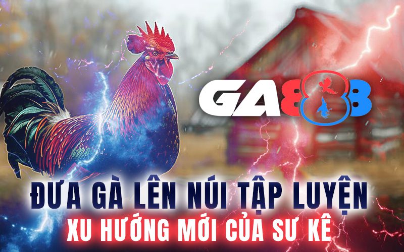 Đưa gà lên núi tập luyện – xu hướng mới của sư kê
