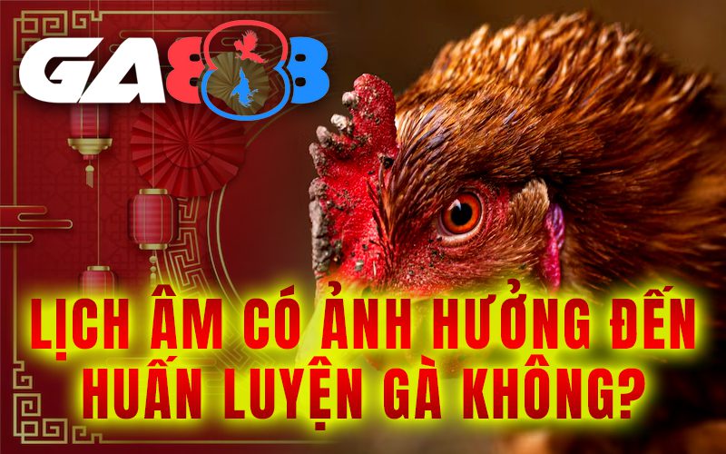 Lịch âm có ảnh hưởng đến huấn luyện gà không?