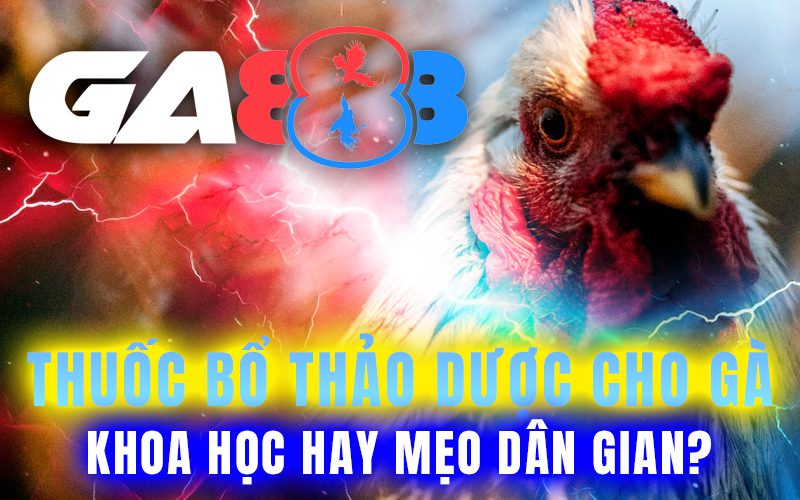 Thuốc bổ thảo dược cho gà: Khoa học hay mẹo dân gian?