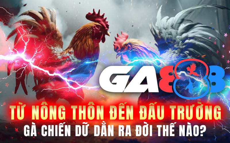 Từ nông thôn đến đấu trường: Gà chiến dữ dằn ra đời thế nào?
