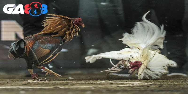 Chọi gà truyền thống đòi hỏi người xem cần có sự kiên nhẫn