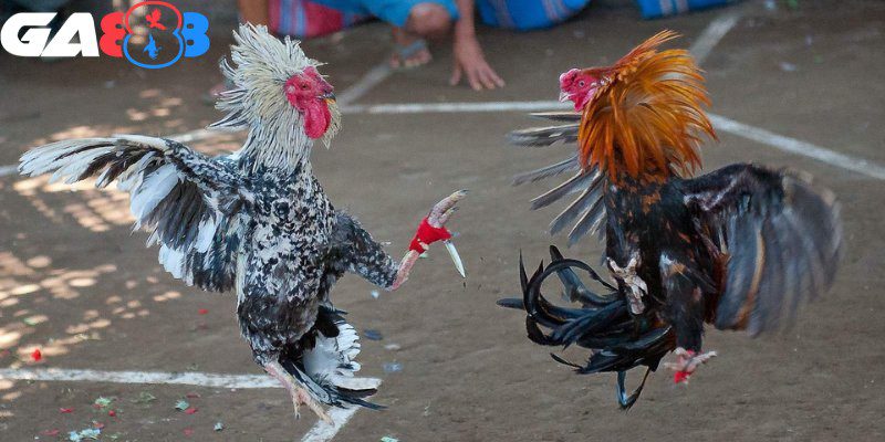 Đá gà cựa dao có mức sát thương cao đáng kể