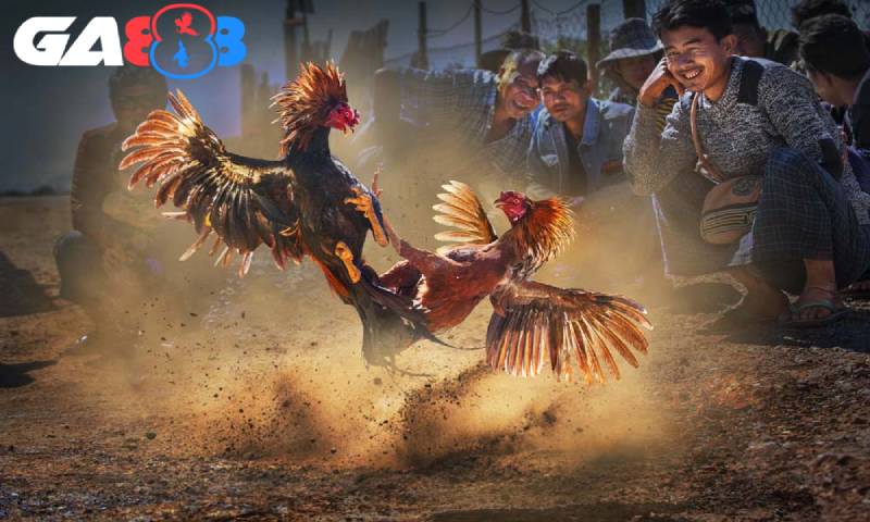 Nghiên cứu các bài viết về kinh nghiệm thi đấu chiến kê tại đây